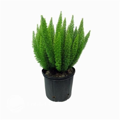 Hạt Giống Cây Tùng Đuôi Chồn Trúc Thiên Môn CT525 - Gói 5 hạt