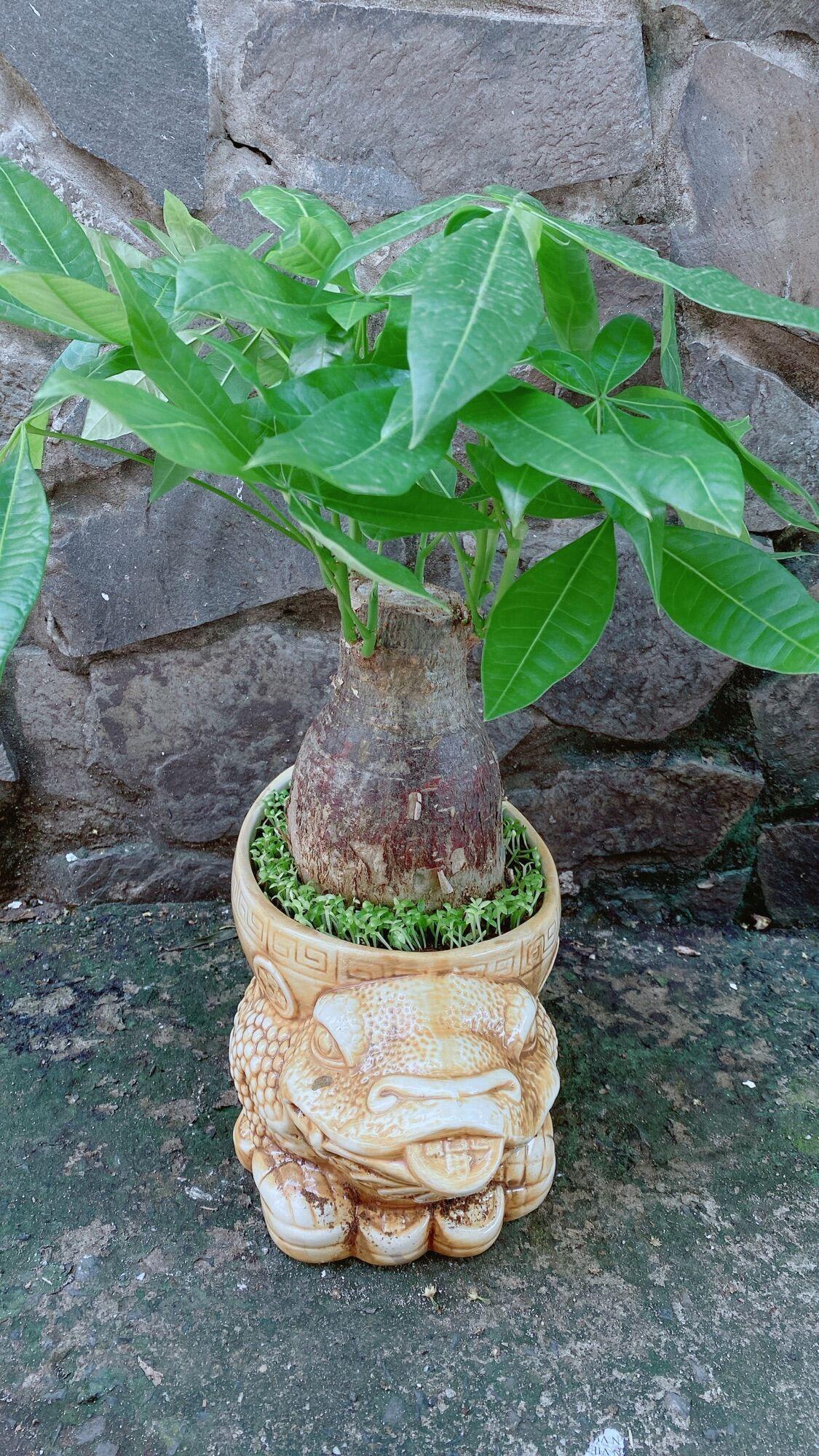 Chậu Cây Kim Ngân Lớn