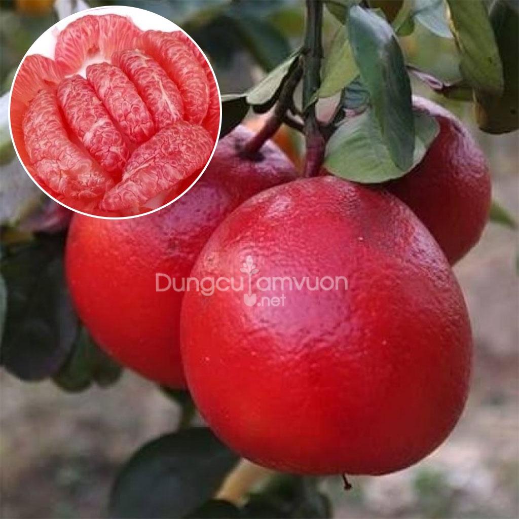 Cây giống BƯỞI ĐỎ LUẬN VĂN