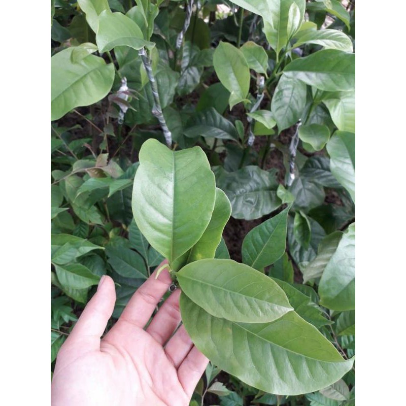 Cây giống hồng gòn đà lạt