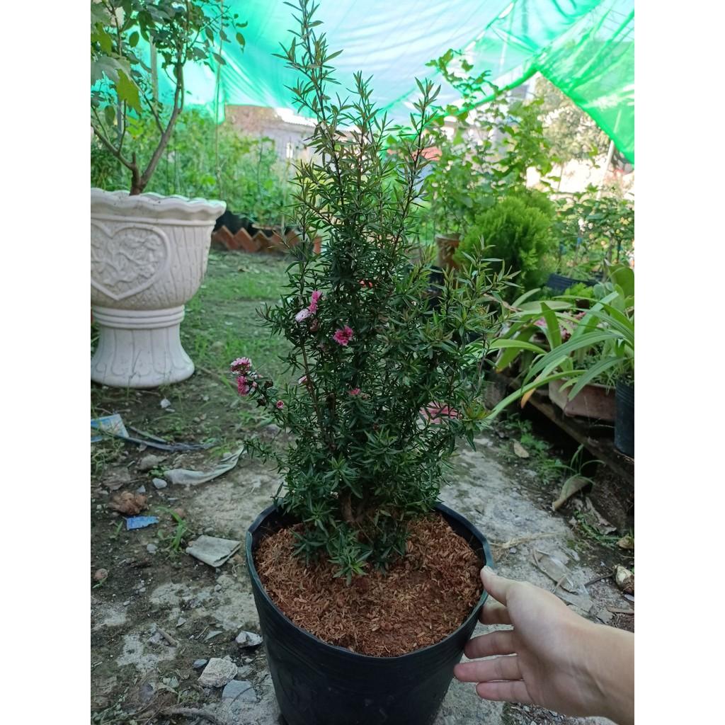 Cây Nhất Chi Mai - Tùng Tuyết Mai hàng sẵn nụ - Trang Flower