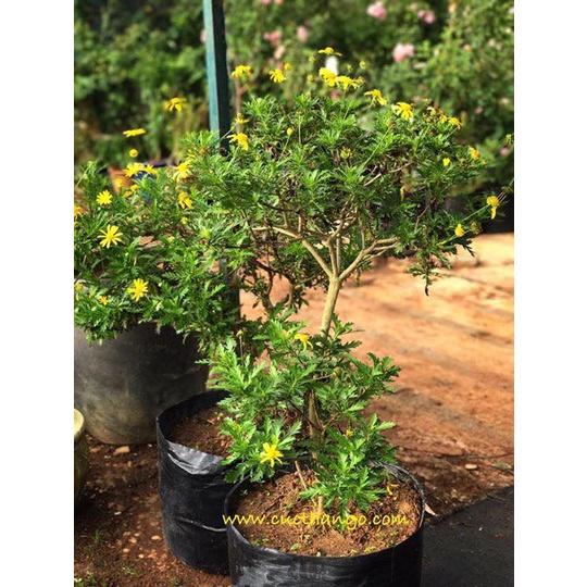 CÂY GIỐNG HOA CÚC THÂN Gỗ trưởng thành cao 1m hơn.