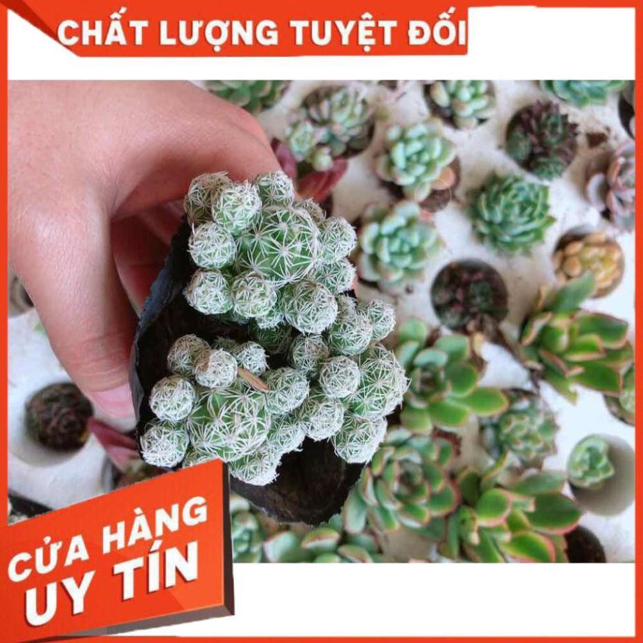 Xương rồng trứng chim Nhiều Người Mua