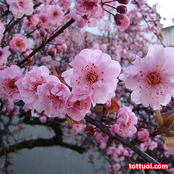 Hạt Giống Hoa Anh Đào Nhật Bản -