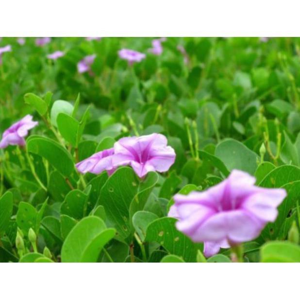 Cây giống muống biển