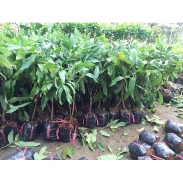 Cây Giống Nhãn Indo Hạt Lép, Cơm Dày, Vỏ Mỏng và Trái To