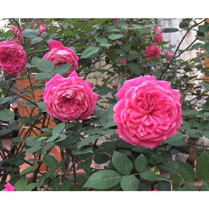 Hoa hồng SaPa nguyên bản- bầu to cây lớn trưởng thành