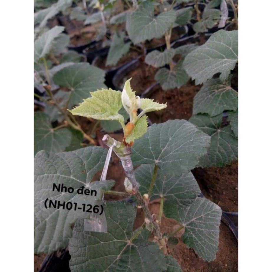 Cây Nho Ngón Tay - Cây Ăn Quả - H2O Farm + Tặng 01 cây dâu da đất