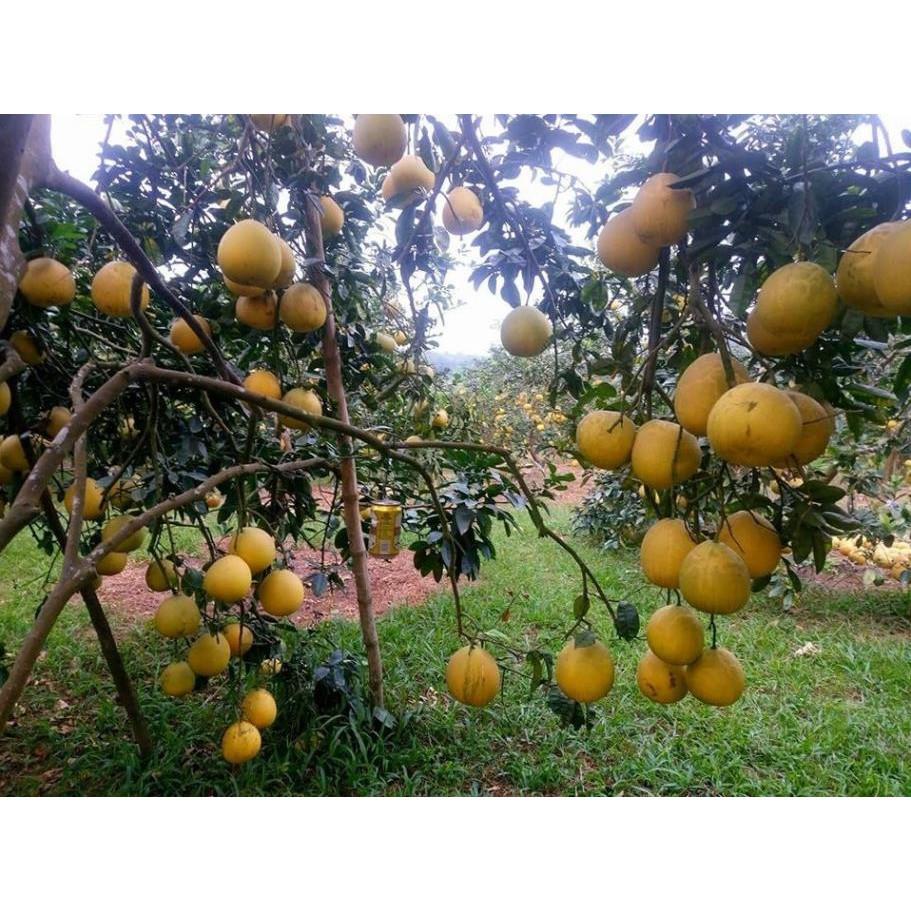 Cây giống bưởi diễn