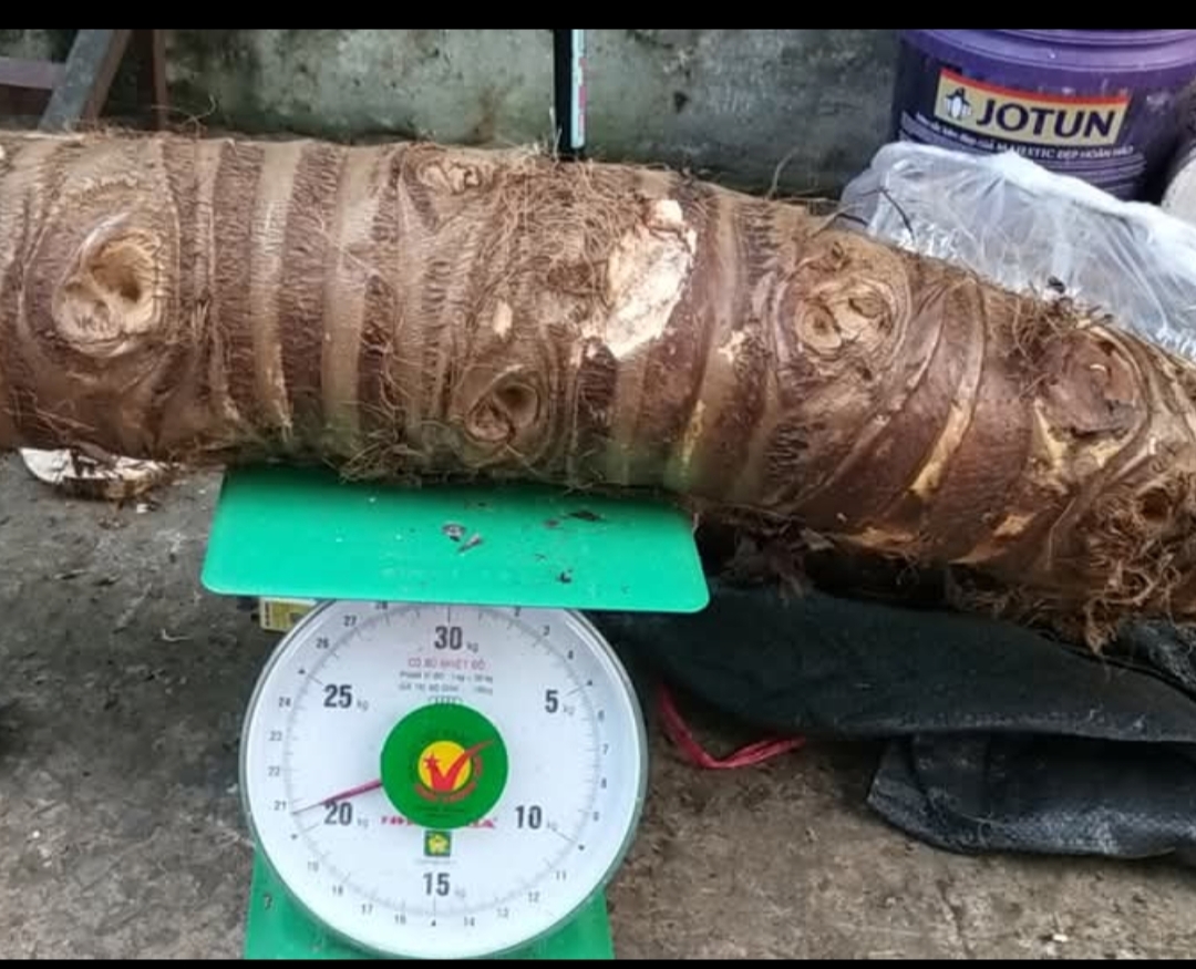 5kg củ ráy rừng (bạc hà núi) tươi 100k
