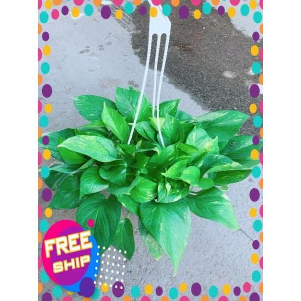 Chậu Trầu Bà Thái Size Đại