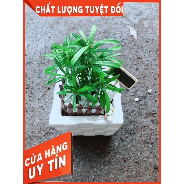 Chậu Tùng Vạn Niên
