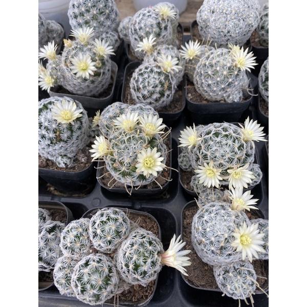 Cây xương rồng mammillaria mami