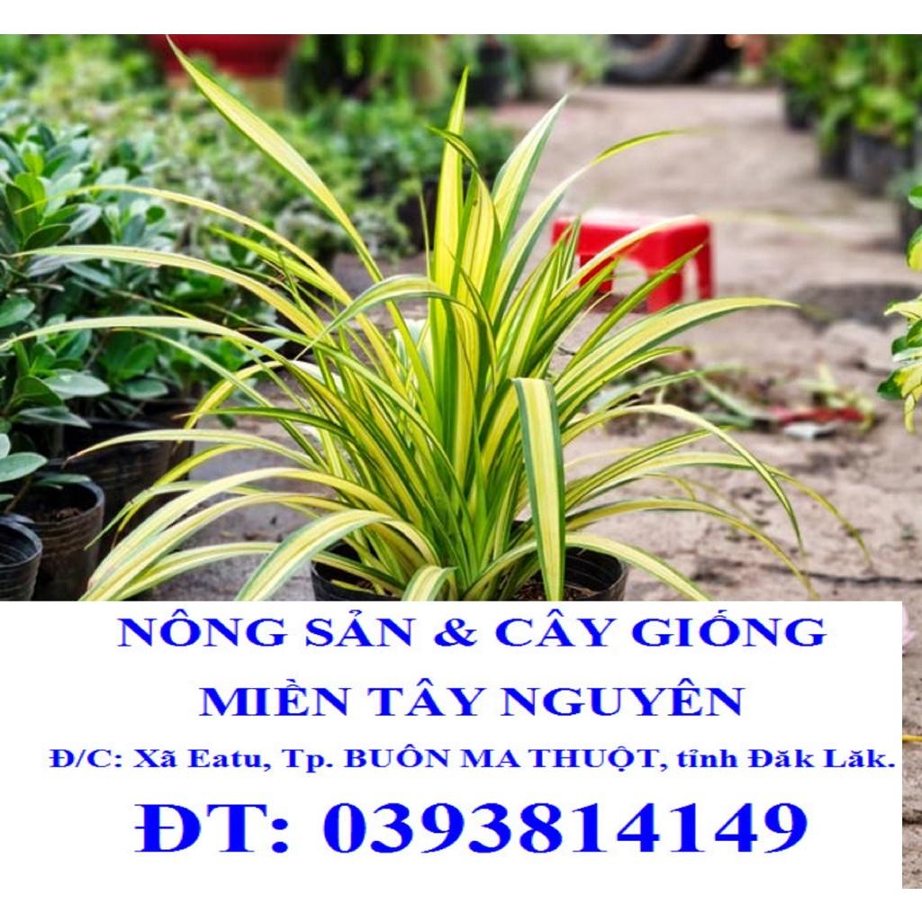 CÂY GIỒNG DỨA VẠN PHÁT - CÂY PHONG THỦY. *