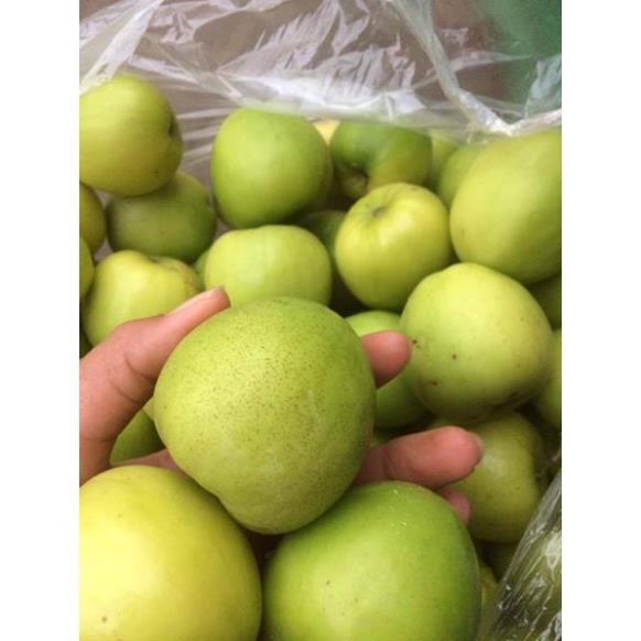 CÂY GIỐNG TÁO ĐẠI  SIÊU NGON SIÊU QUẢ DÒNG QUẢ SỚM- CAM KÊT GIỐNG CHUẨN F1