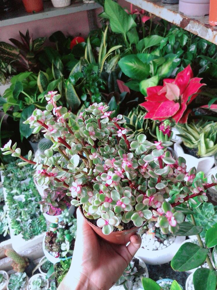 Cây Cành Vàng Lá Ngọc