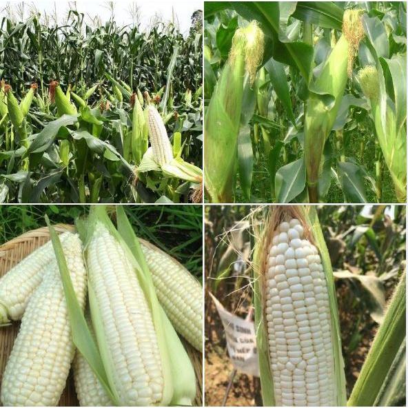 Hạt giống ngô nếp dẻo Thái F1 CT220 - Gói 30 hạt