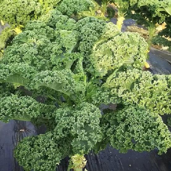 Gói 20 hạt . Hạt giống Cải xoan xanh Kale/tặng kèm gói phân bón lót