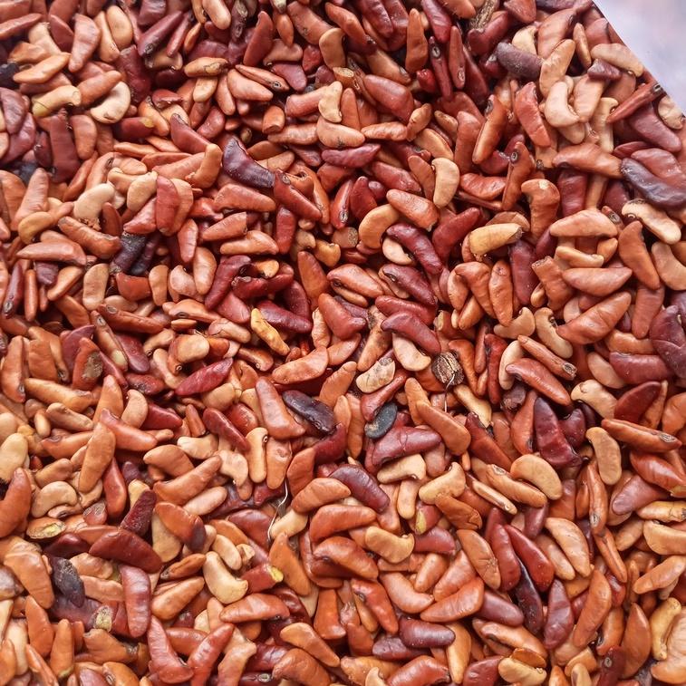 50 gram hạt giống giáng hương