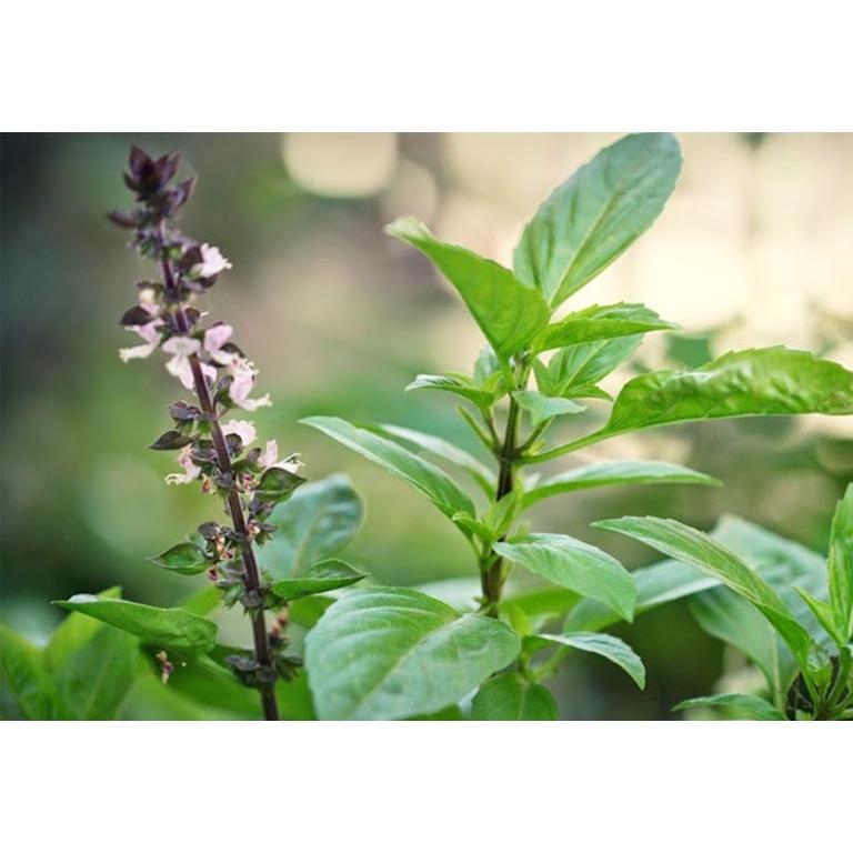 HẠT GIỐNG RAU QUẾ LÁ TO CAO SẢN