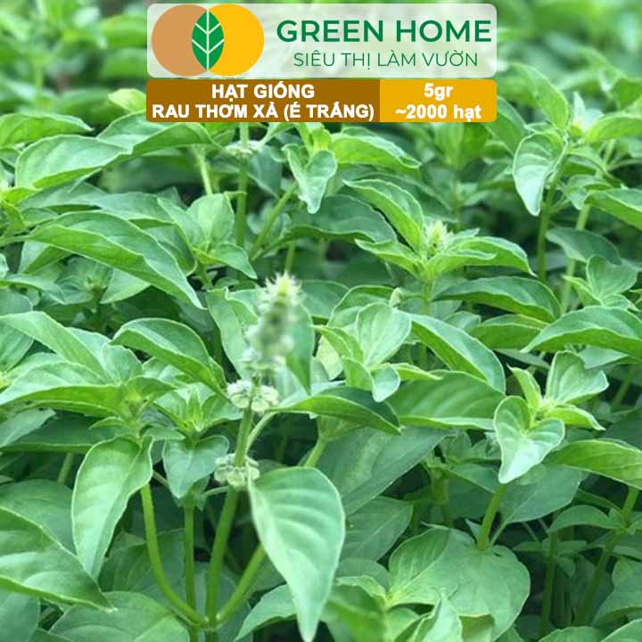 Hạt Giống Rau Thơm Xả (É Trắng) GreenHome, Gói 5g~2000 hạt, Sinh Trưởng Khỏe, Dễ Trồng Quanh Năm G19
