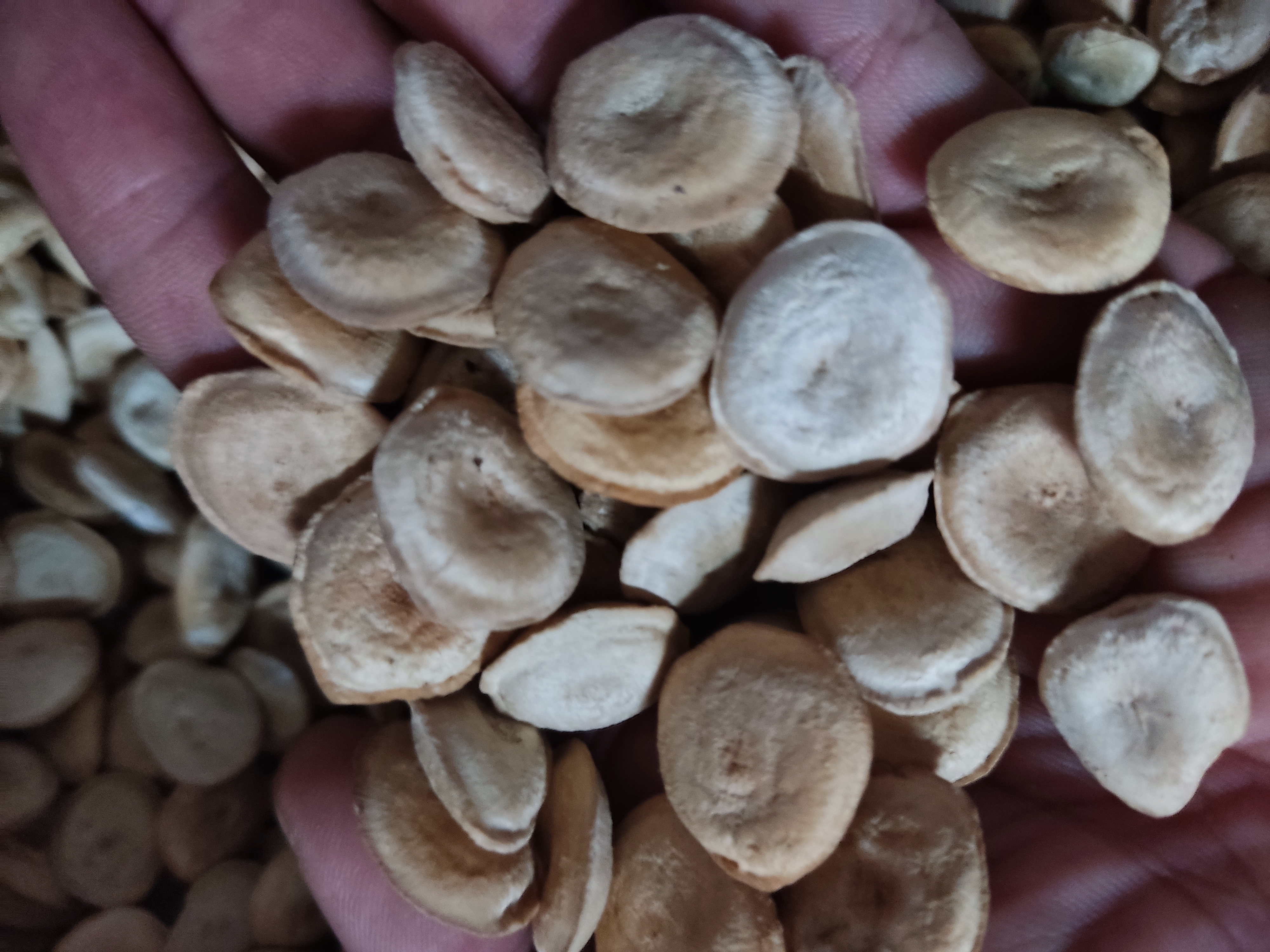 Giá đầu nguồn hạt mã tiền rừng Tây Nguyên khô 1kg cao cấp nguonduoclieu mát xa , xoa bóp nhức mỏi ngân cốt, đau lưng rất tốt