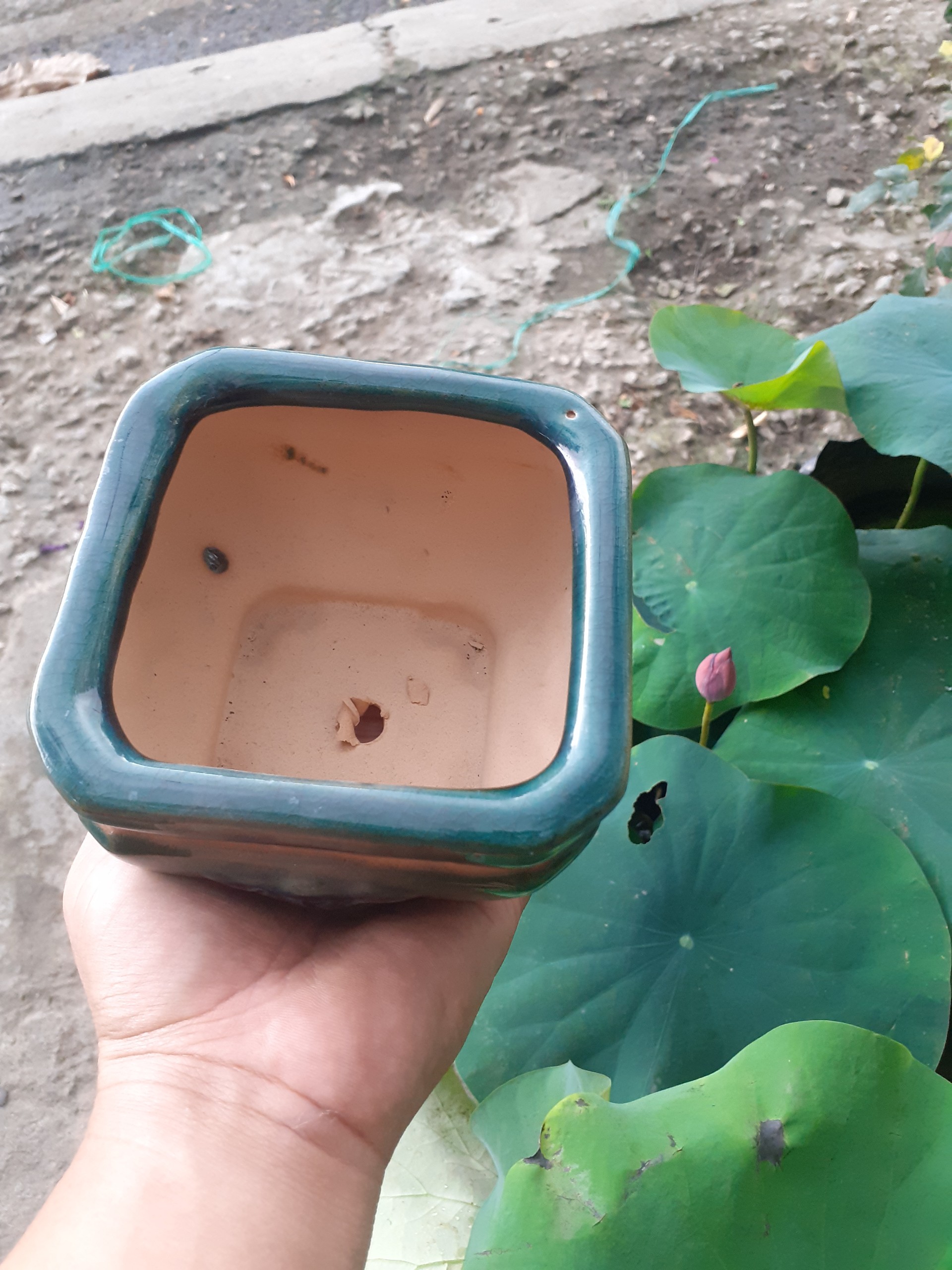 Chậu Bonsai mini màu ngọc bích vua sư tử