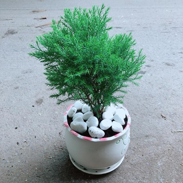 Chậu Tùng Bồng Lai