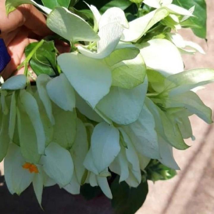 CHẬU CÂY GIỐNG CÂY HOA ÉN BẠC SIÊU ĐẸP