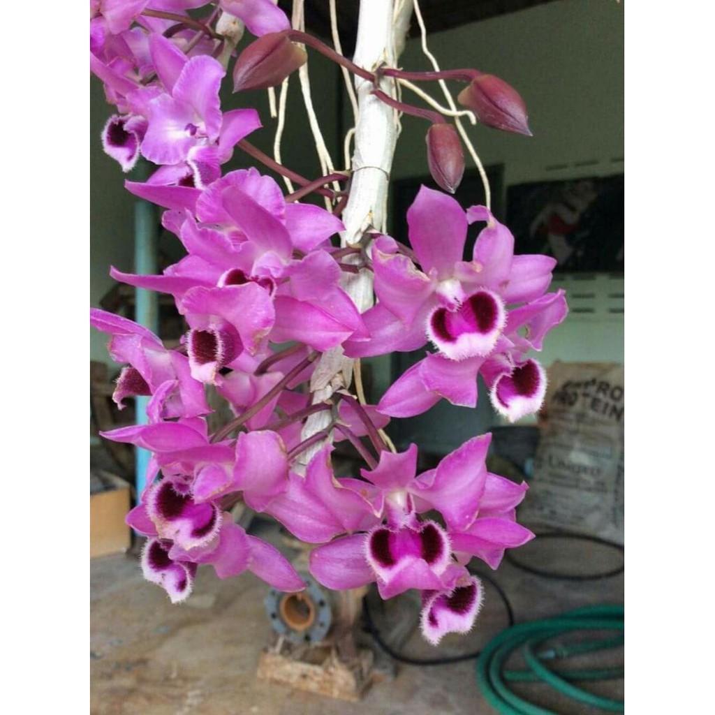 Sản Phẩm hoa phong lan phi điệp tím thái