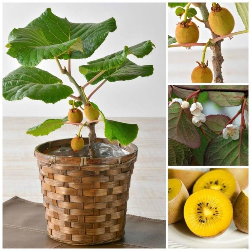 CÂY GIỐNG KIWI cây đẹp chuẩn giống