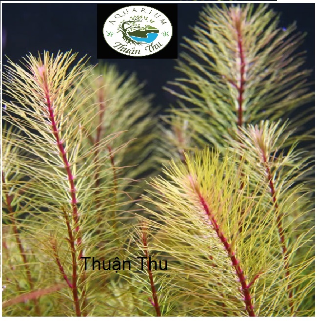 Cây Luân Thảo Đỏ lá nước - Chỉ Đỏ - Cây cắt cắm thủy sinh dễ trồng không cần Co2