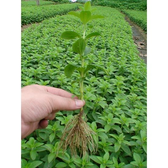 Hạt giống cỏ ngọt stevia KNS3466 - Gói 20 hạt