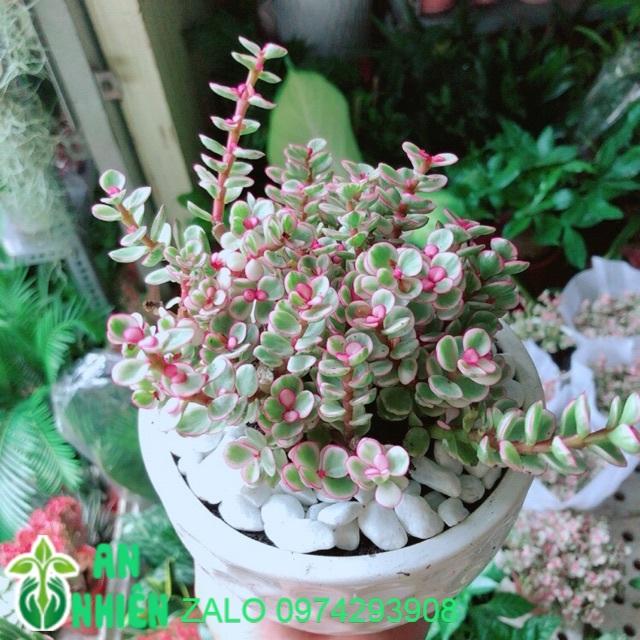 Chậu Cây Đô La Hồng