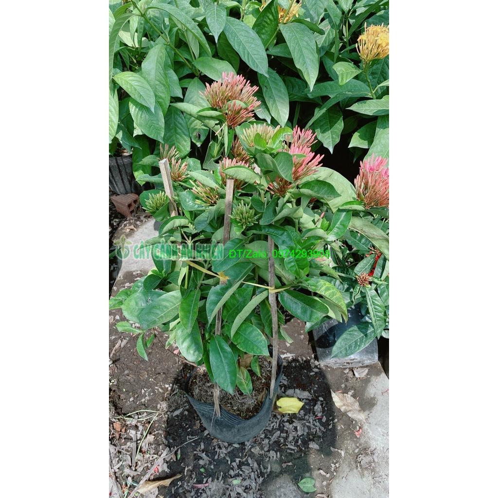 Cây Hoa Trang Mỹ Màu Hồng