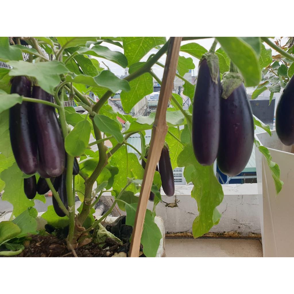 Hạt Giống Cà Tím Quả Dài Gieo Tháng 8,9,10,11,12