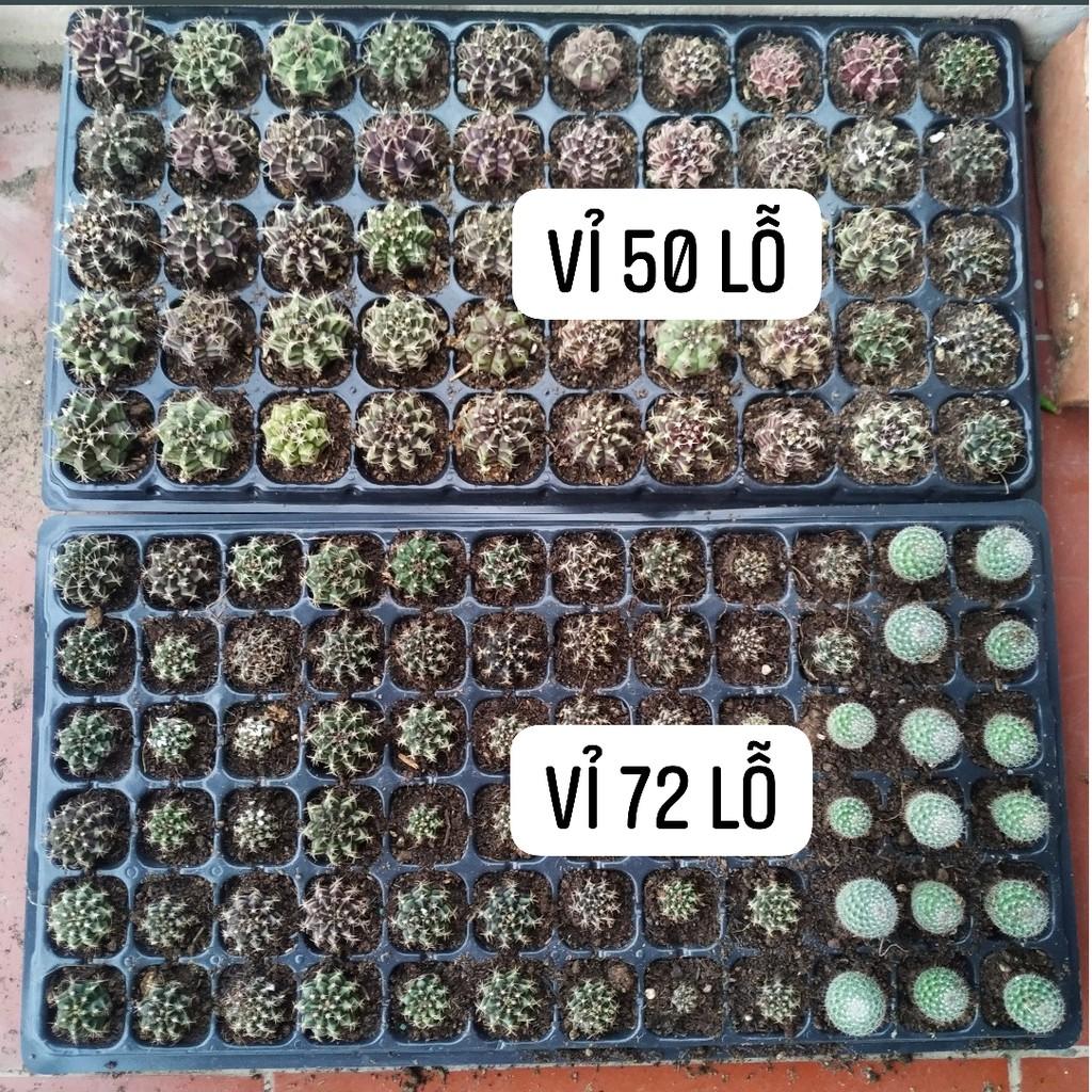 COMBO 2 VỈ NHỰA ƯƠM HẠT CHẤT LƯỢNG CAO