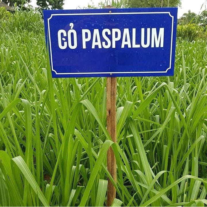 Hạt Giống Cỏ Chăn Nuôi Chịu Ngập Ubon Paspalum KNS3736 - Gói 50 GRAM