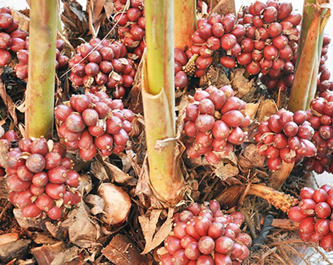 Thảo quả khô (1kg)