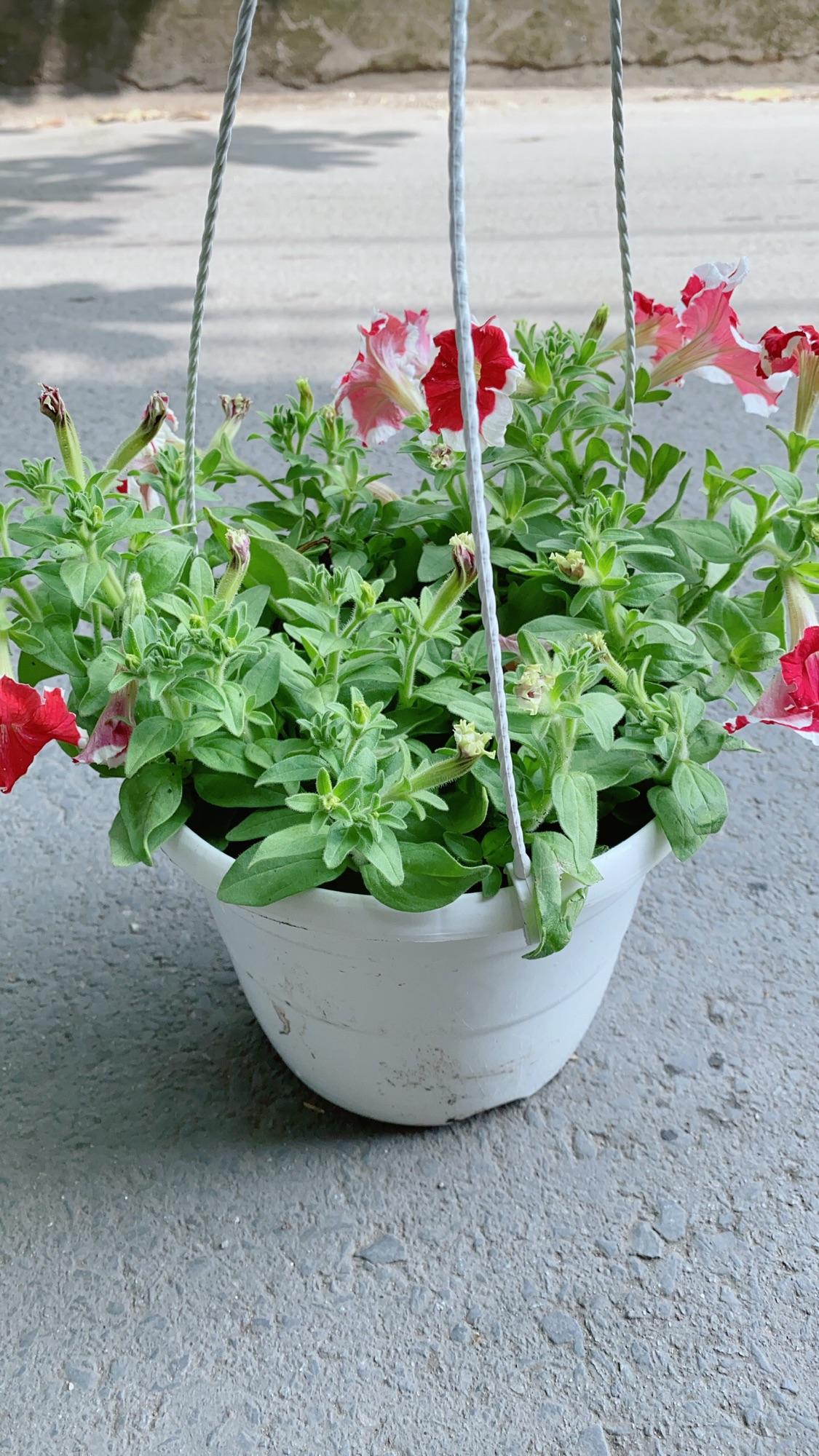 Chậu Hoa Dạ Yến Thảo