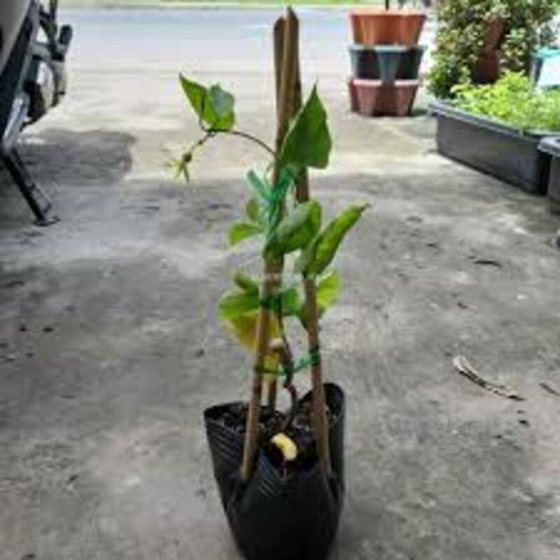 Chậu cây giống hoa thiên lý