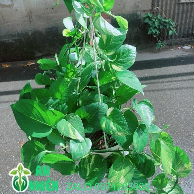 Trầu Bà Thái Xanh