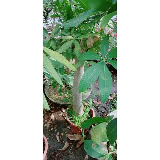 Kim Ngân 1 Thân Lớn