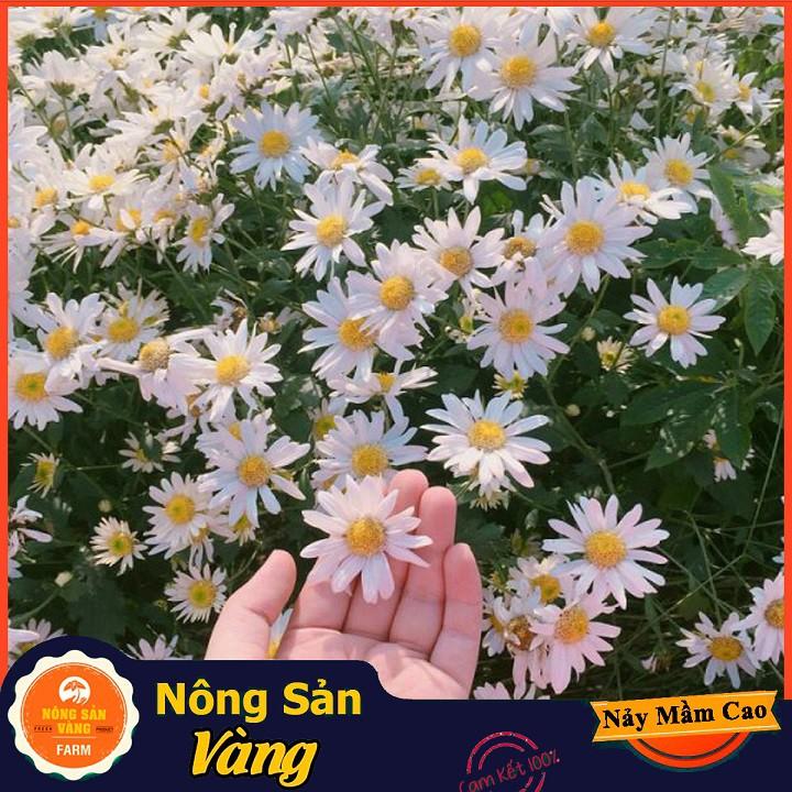 Hạt giống Hoa Cúc Họa Mi Trắng ( Gói 0,03 gram ) - Nông Sản Vàng