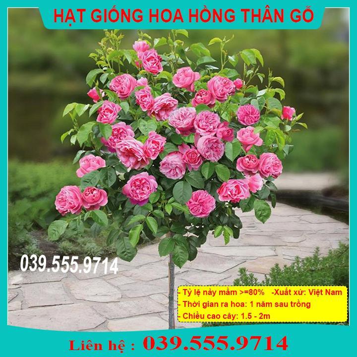 HẠT GIỐNG HOA HỒNG THÂN GỖ GIỐNG CHUẨN, TỶ LỆ NẢY MẦM CAO