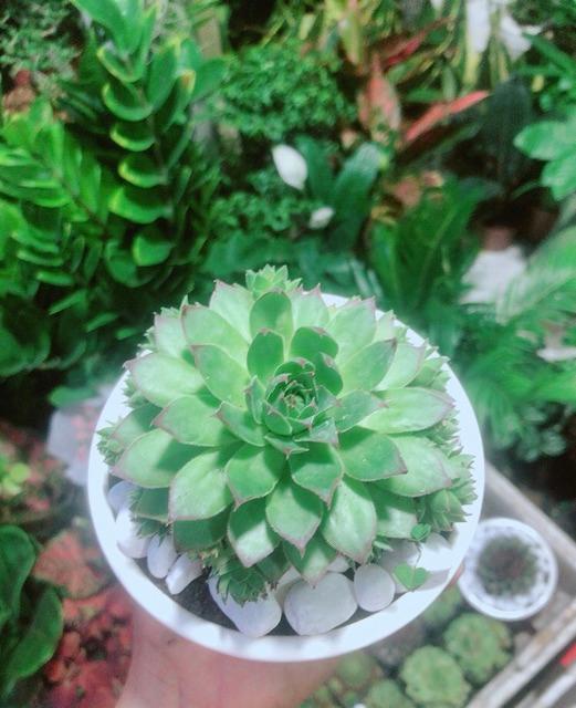 Phật Bà Xanh Kèm Chậu Sứ