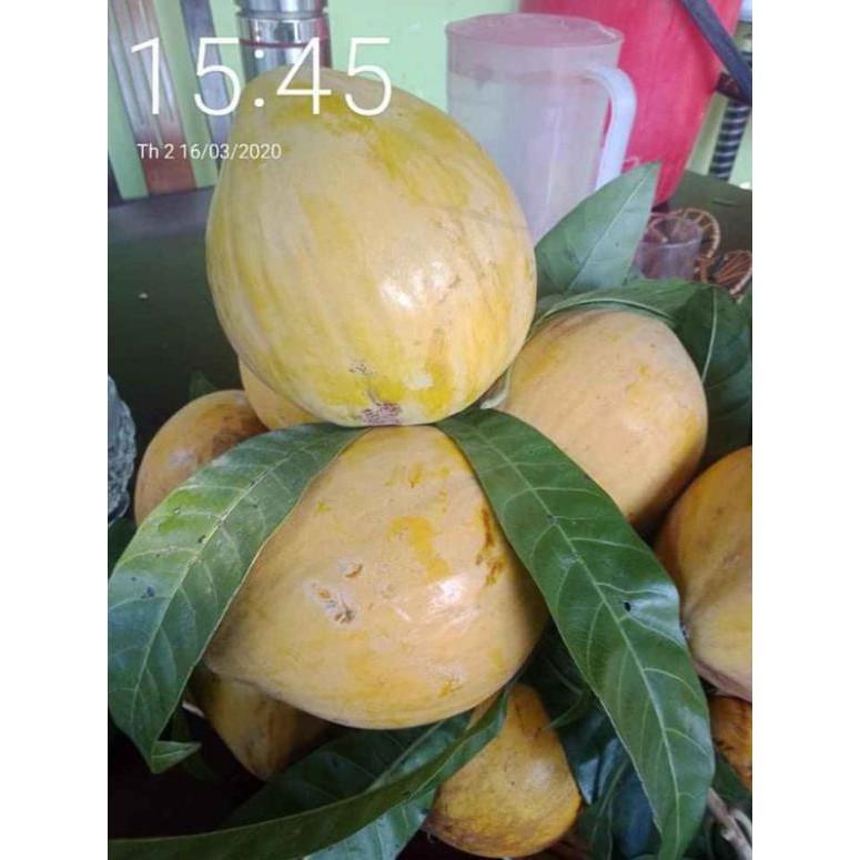 Cây lêkima thái .. 8 tháng cây cho trái