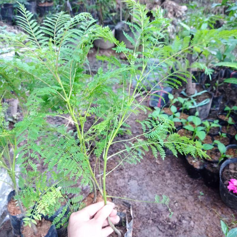 Cây phượng tím