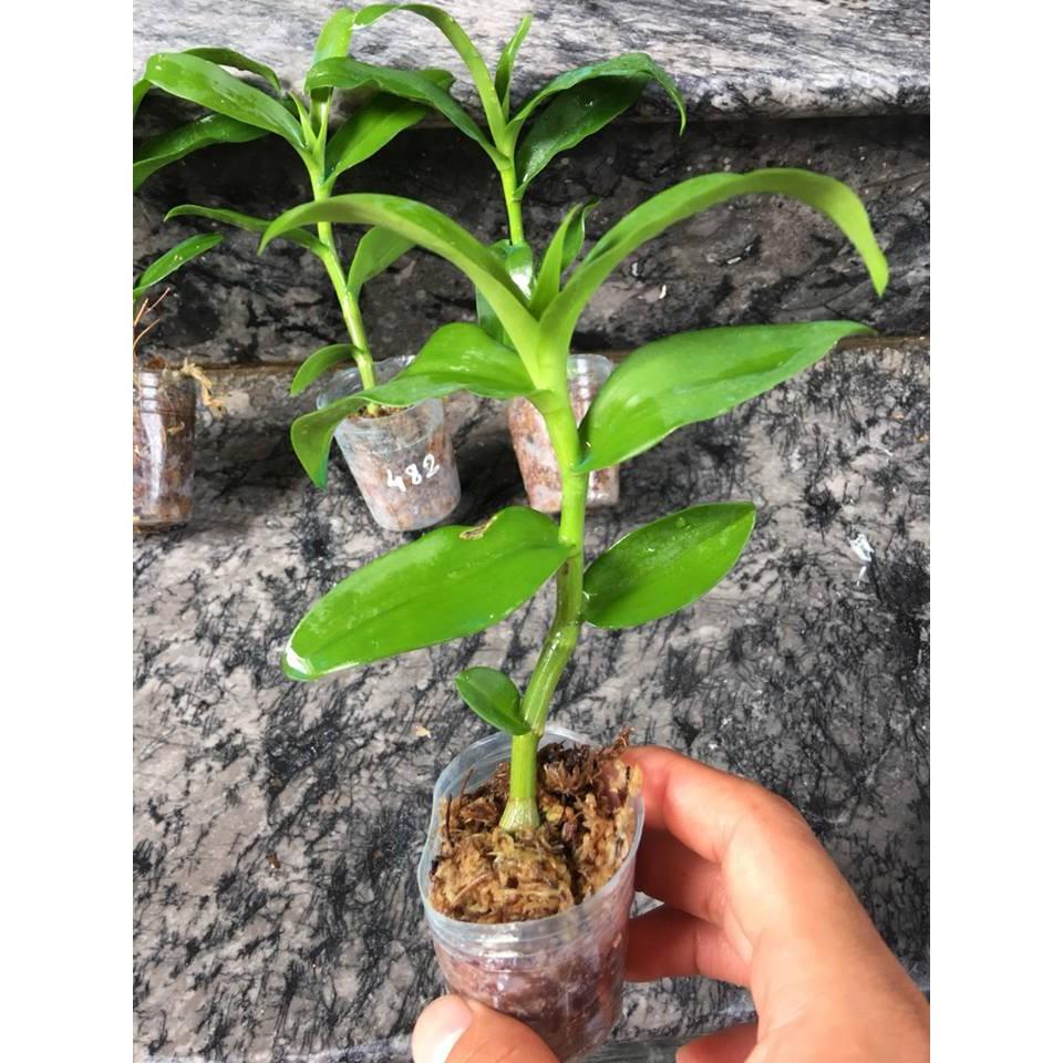 Hoa lan chớp mỹ lai cây cực đẹp