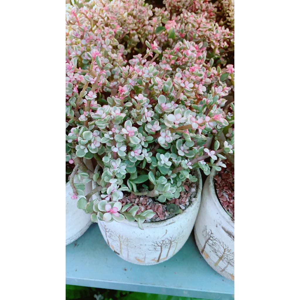 Chậu Cây Cành Vàng Lá Ngọc